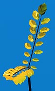 The same, but with the leaf position staggered